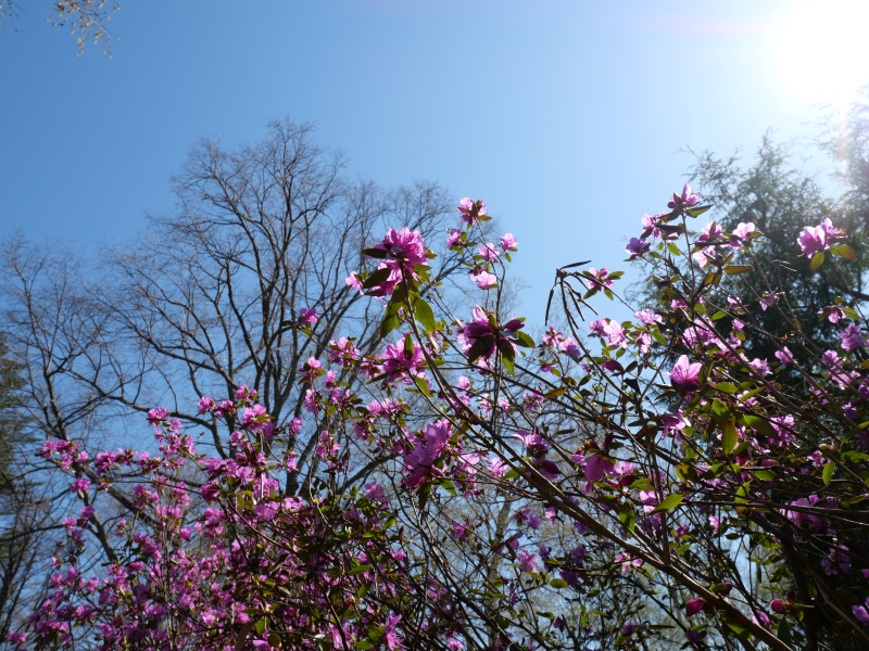 エゾムラサキツツジ(Rhododendron dauricum)