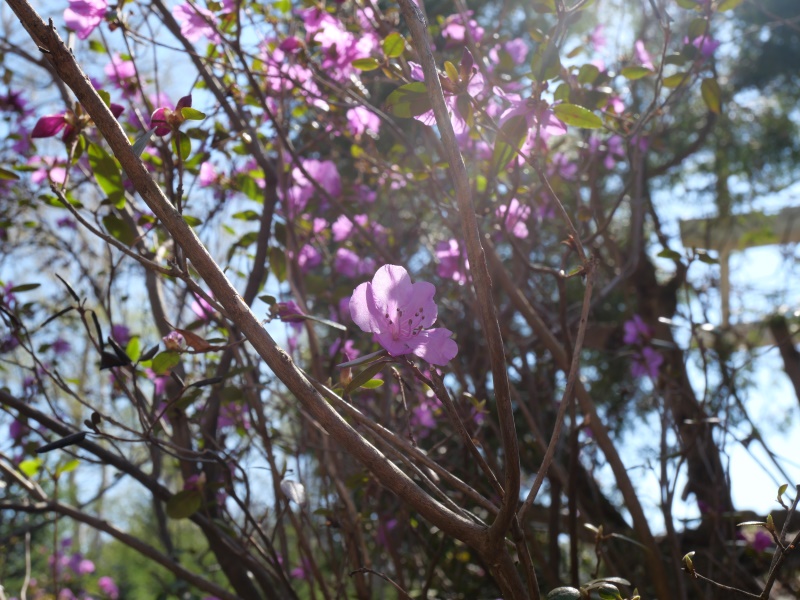 エゾムラサキツツジ(Rhododendron dauricum)