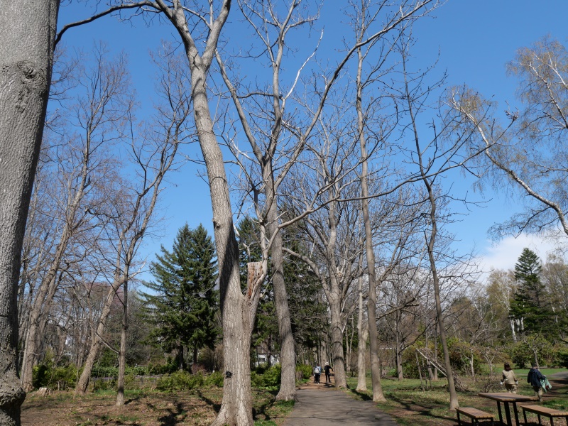 オニグルミ(Juglans ailanthifolia)