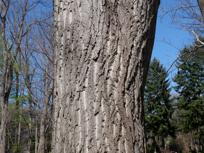 オニグルミ(Juglans ailanthifolia)
