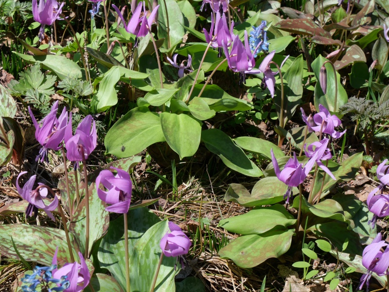 カタクリ(Erythronium japonicum)