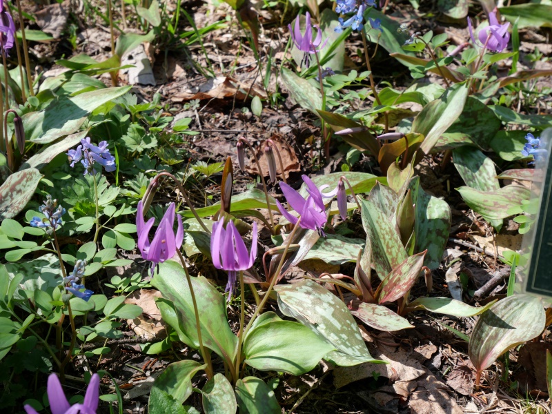 カタクリ(Erythronium japonicum)