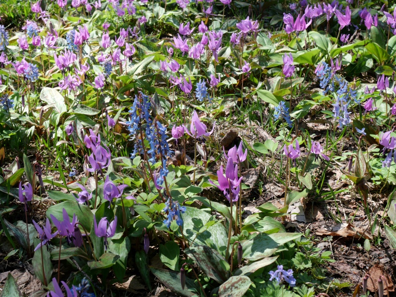 カタクリ(Erythronium japonicum)