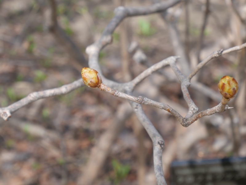 クロフネツツジ(Rhododendron schlippenbachii)