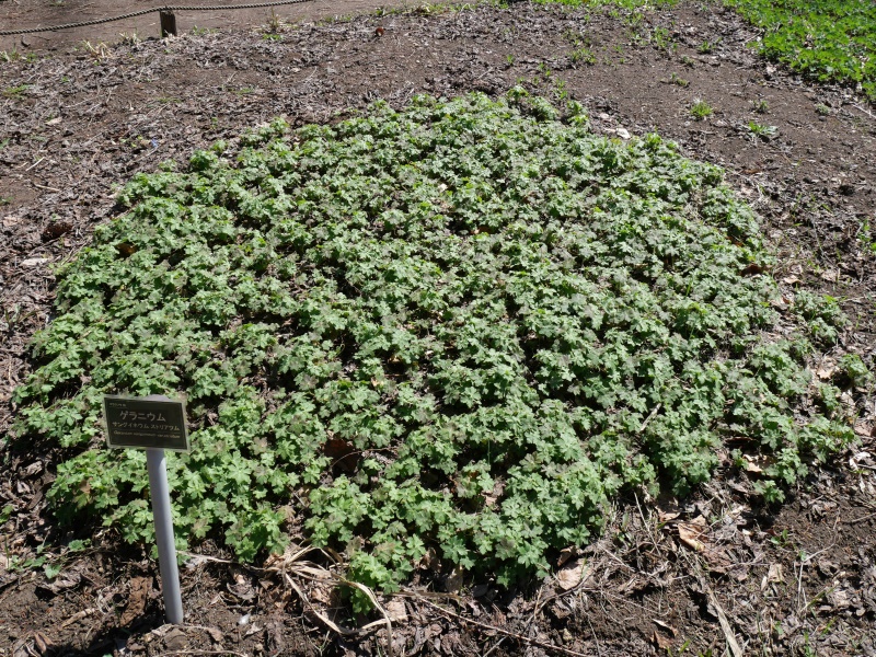 Geranium sanguineum var. striatum