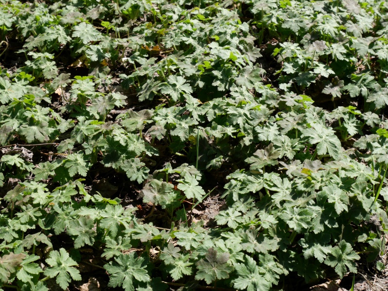 Geranium sanguineum var. striatum