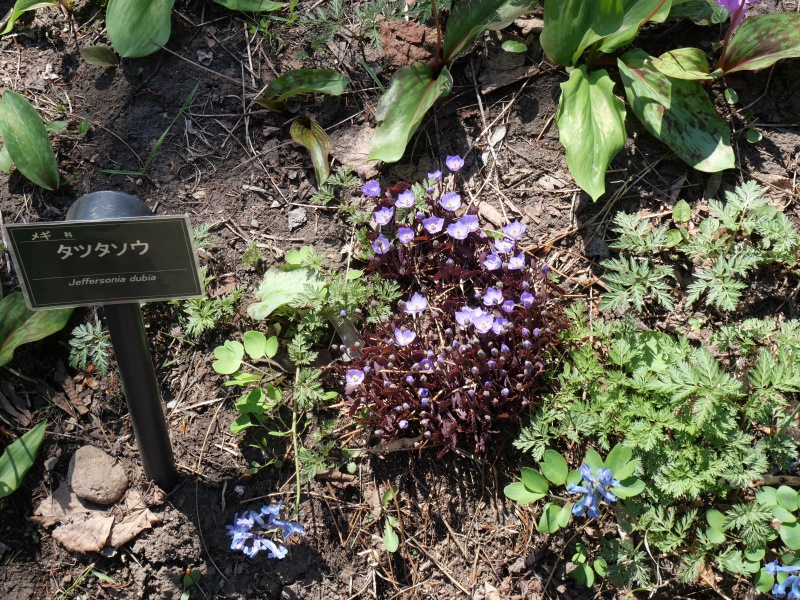 タツタソウ(Plagiorhegma dubium Maxim.)