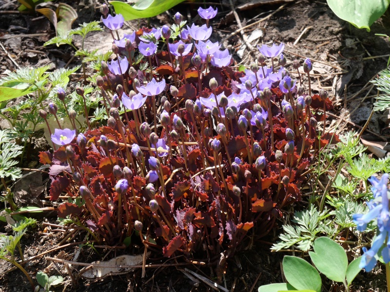 タツタソウ(Plagiorhegma dubium Maxim.)