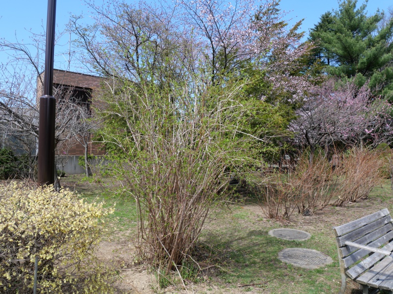 バイカウツギ(Philadelphus satsumi)