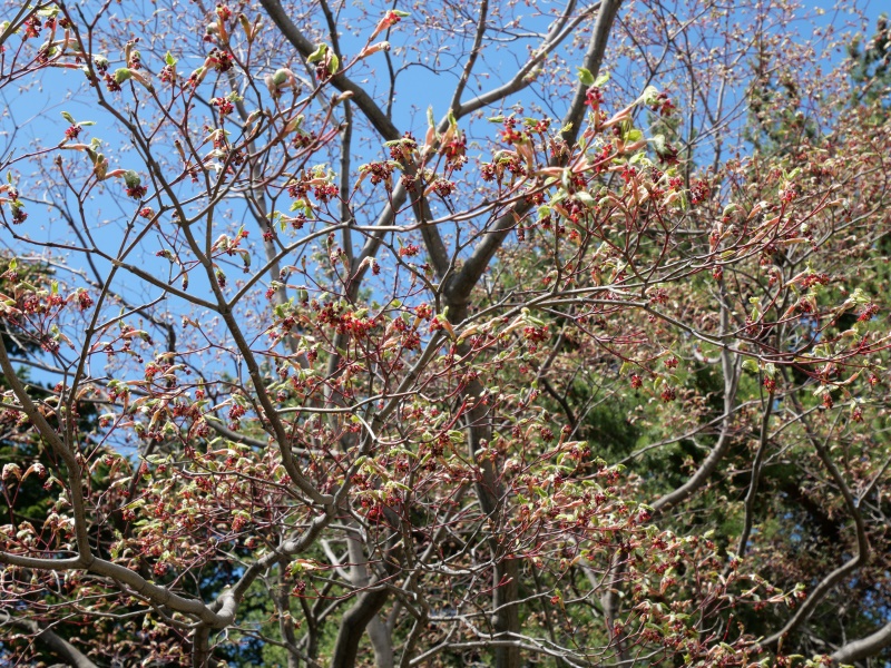 ハウチワカエデ(Acer japonicum)