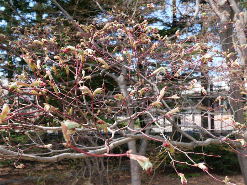 ハウチワカエデ(Acer japonicum)