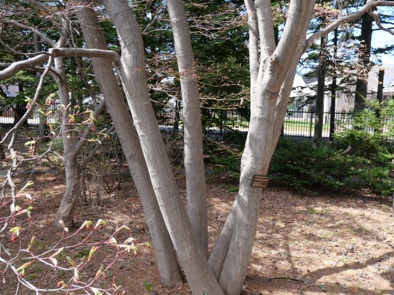 ハウチワカエデ(Acer japonicum)