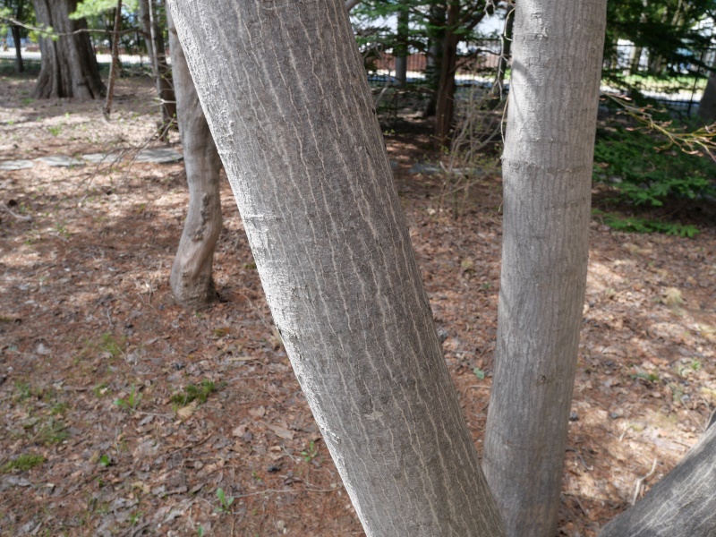 ハウチワカエデ(Acer japonicum)