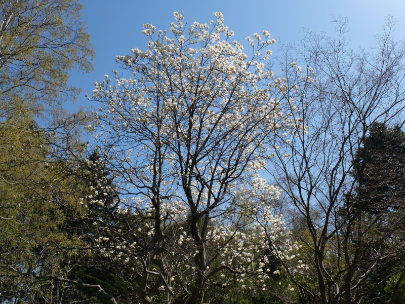 ハクモクレン(Magnolia denudata Desr.)