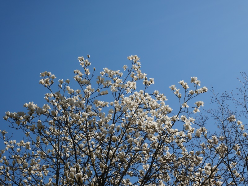 ハクモクレン(Magnolia denudata Desr.)