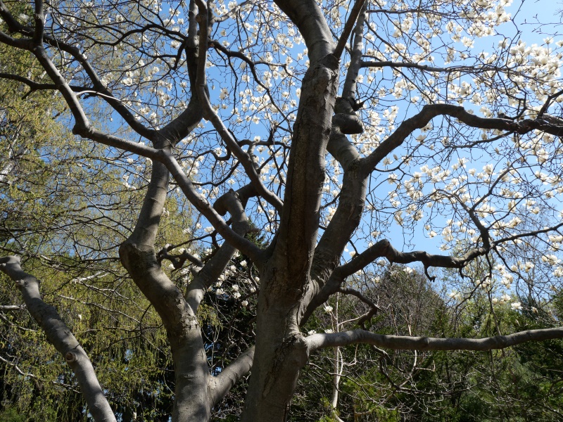 ハクモクレン(Magnolia denudata Desr.)