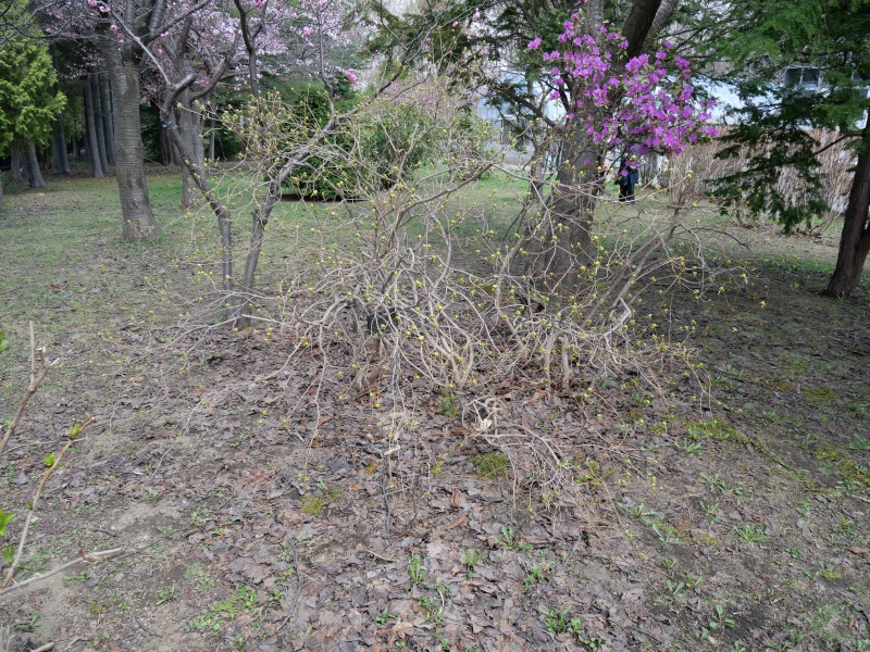 ヨドガワツツジ(Rhododendron yedoense)