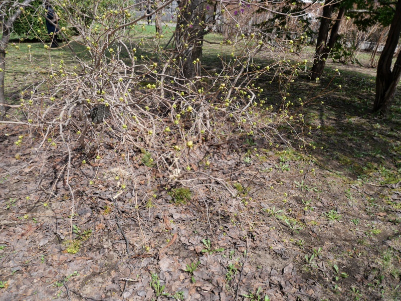 ヨドガワツツジ(Rhododendron yedoense)