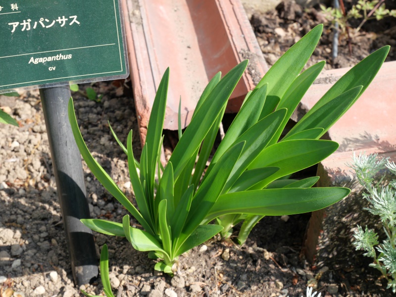アガパンサス(Agapanthus cv.)