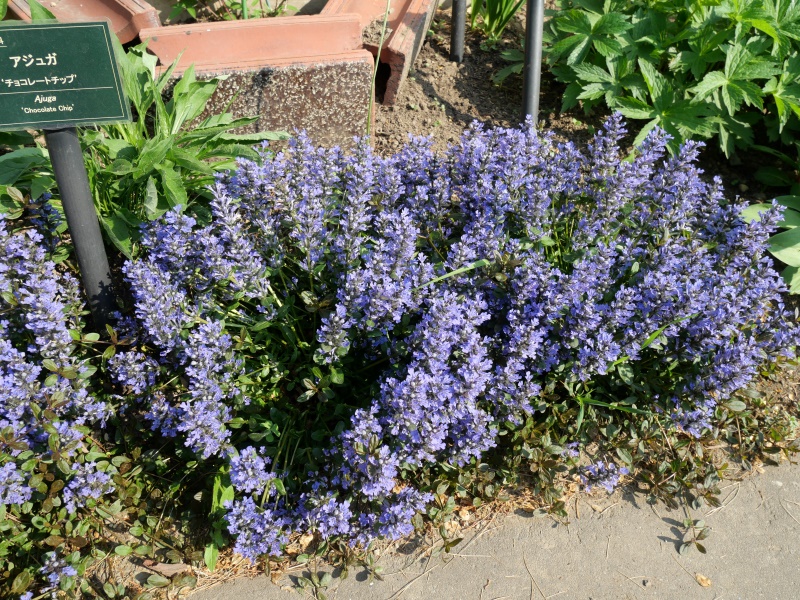 アジュガ ‘チョコレートチップ’(Ajuga ‘Chocolate Chip’)