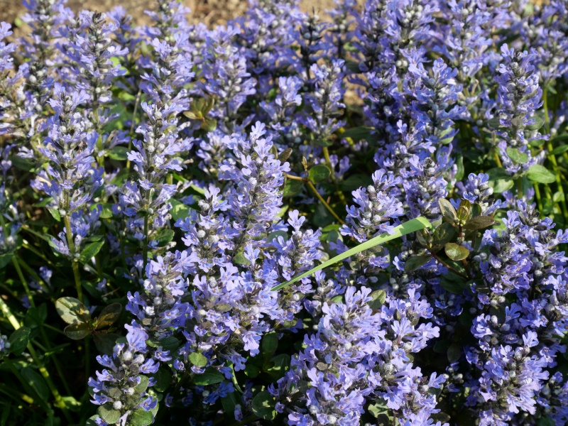 アジュガ ‘チョコレートチップ’(Ajuga ‘Chocolate Chip’)