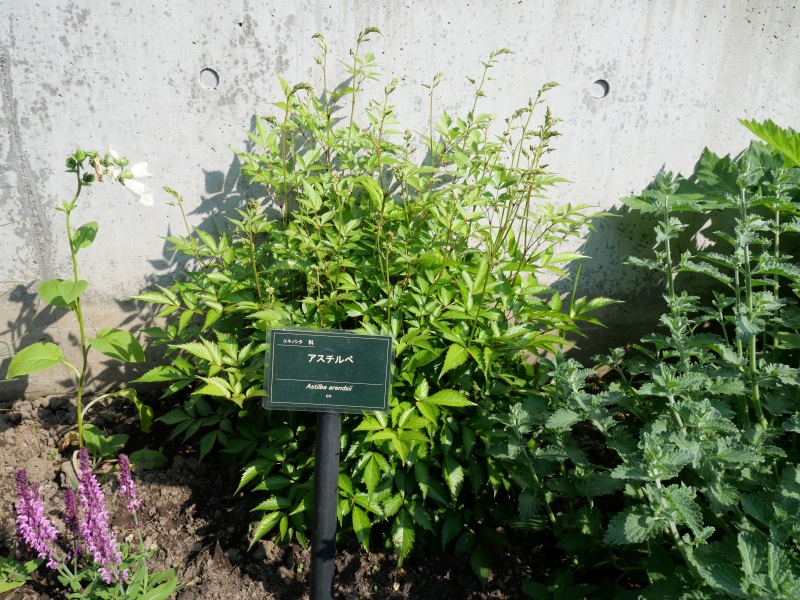 アスチルベ(Astilbe arendsii cv.)