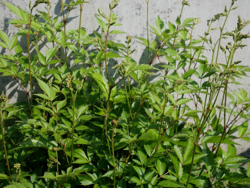 アスチルベ(Astilbe arendsii cv.)