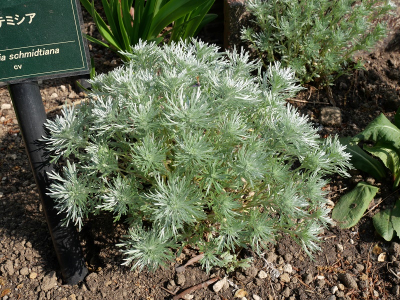 Artemisia schmidtiana cv.