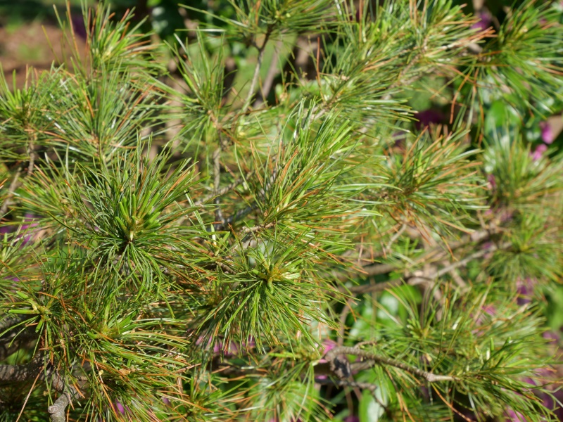 キタゴヨウマツ(Pinus parviflora var. pentaphylla)