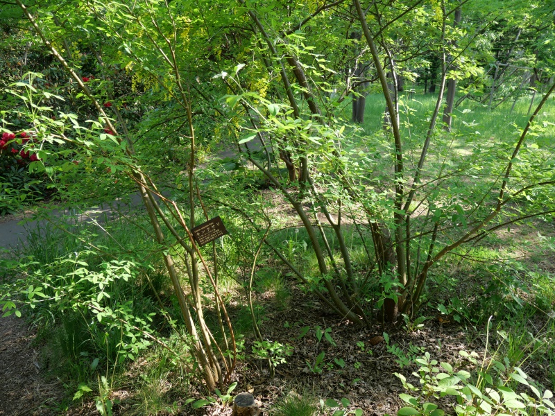 キングサリ(Laburnum anagyroides)