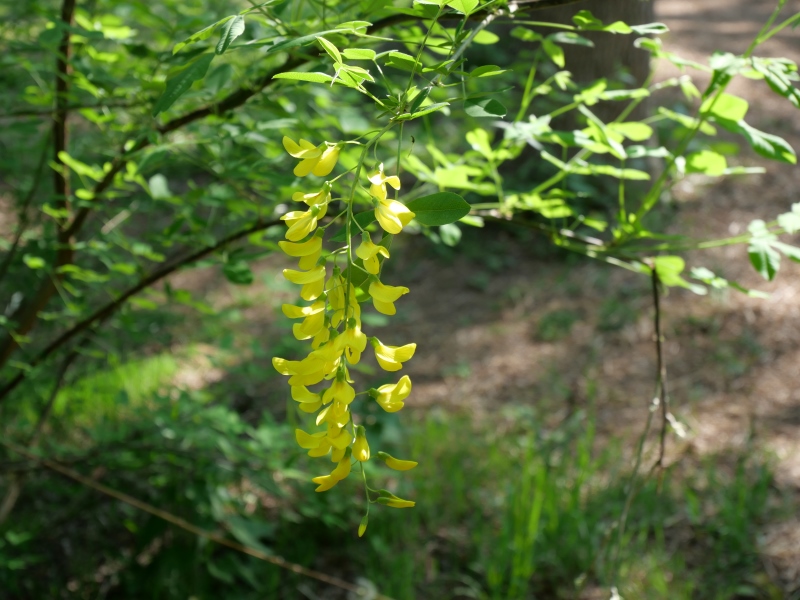 キングサリ(Laburnum anagyroides)
