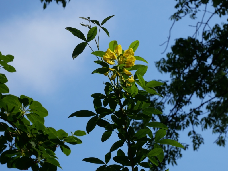 キングサリ(Laburnum anagyroides)