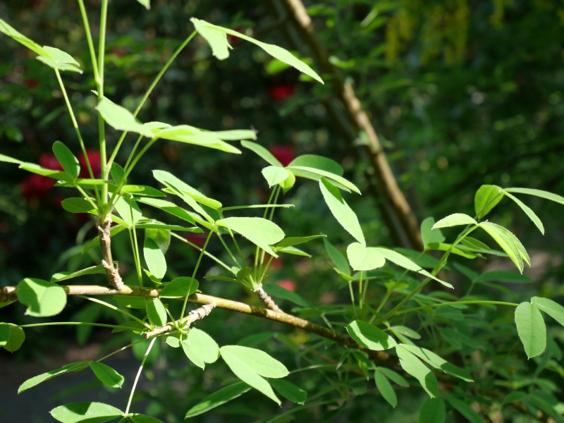 キングサリ(Laburnum anagyroides)