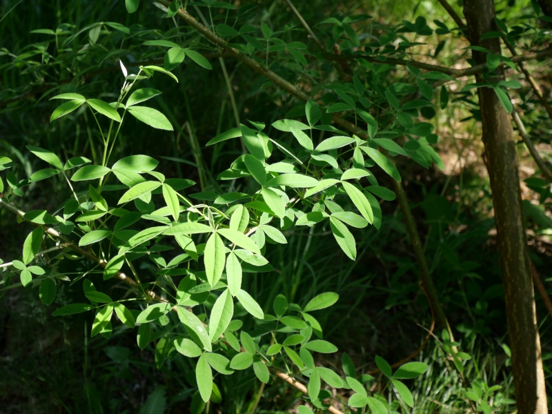 キングサリ(Laburnum anagyroides)