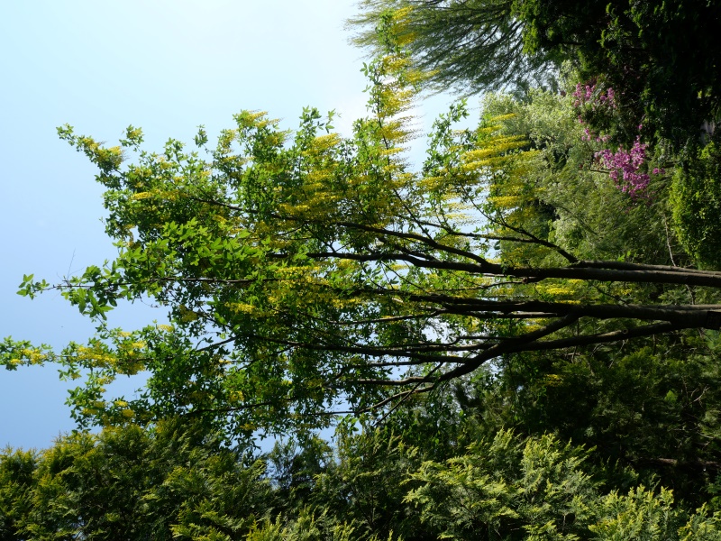 キングサリ(Laburnum anagyroides)