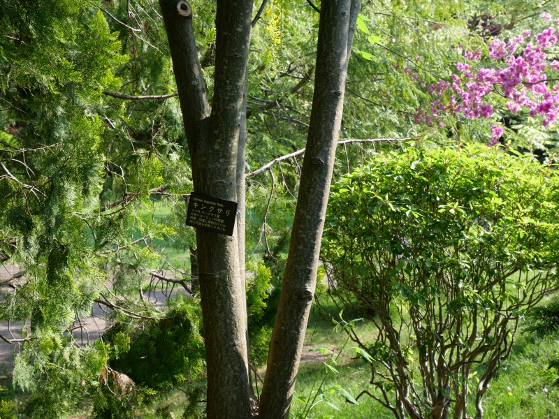 キングサリ(Laburnum anagyroides)