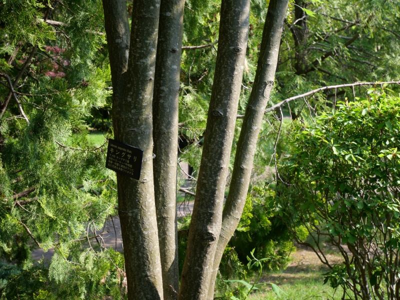 キングサリ(Laburnum anagyroides)