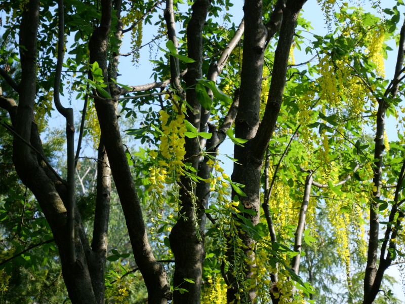 キングサリ(Laburnum anagyroides)