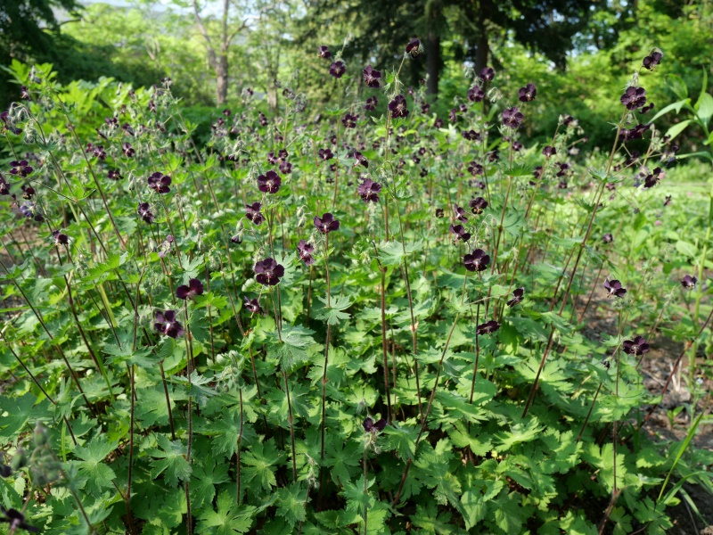 クロバナフウロ(Geranium phaeum)