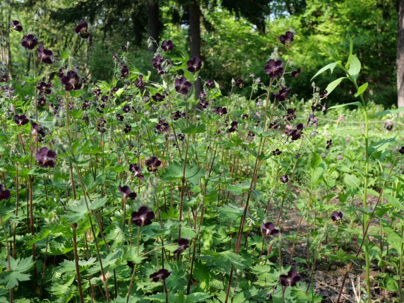 クロバナフウロ(Geranium phaeum)