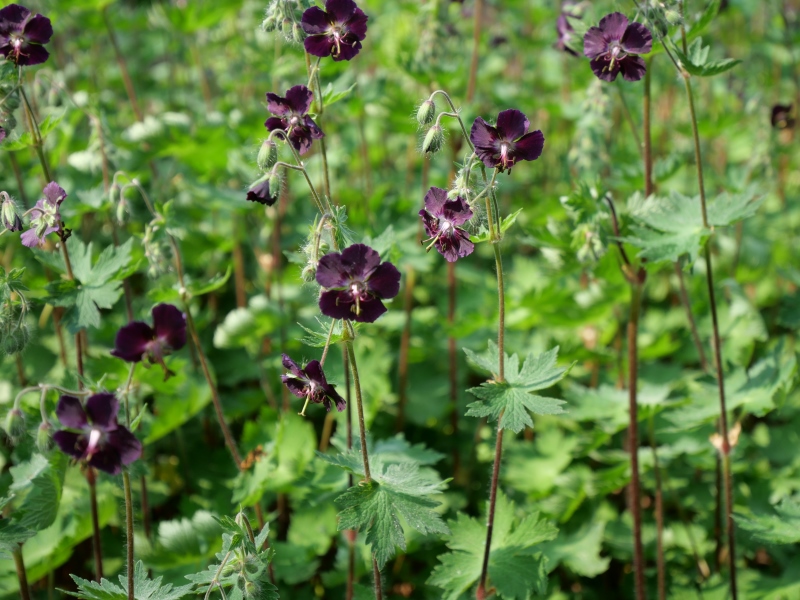 クロバナフウロ(Geranium phaeum)
