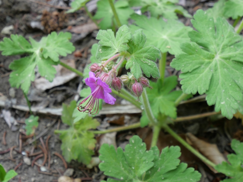 Geranium sanguineum var. striatum