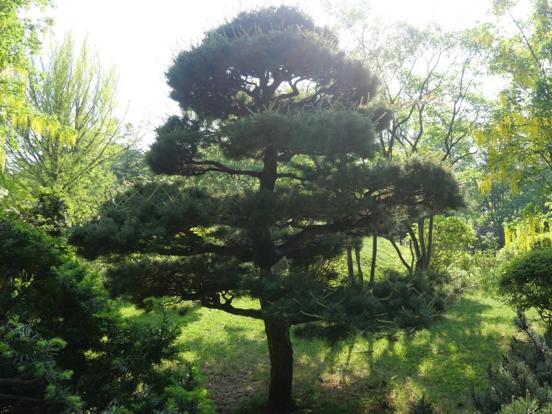 ヒメコマツ、ゴヨウマツ(Pinus parviflora)