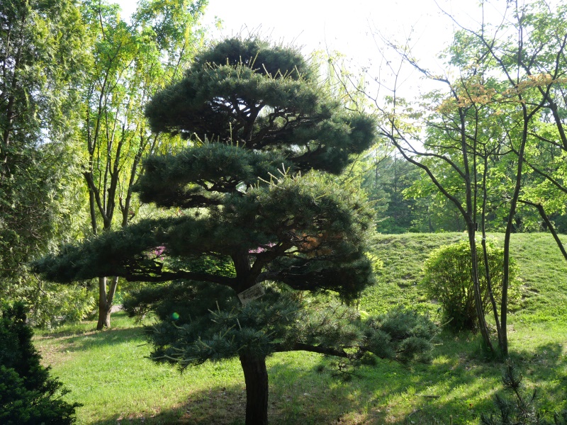 ヒメコマツ、ゴヨウマツ(Pinus parviflora)