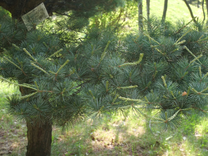 ヒメコマツ、ゴヨウマツ(Pinus parviflora)