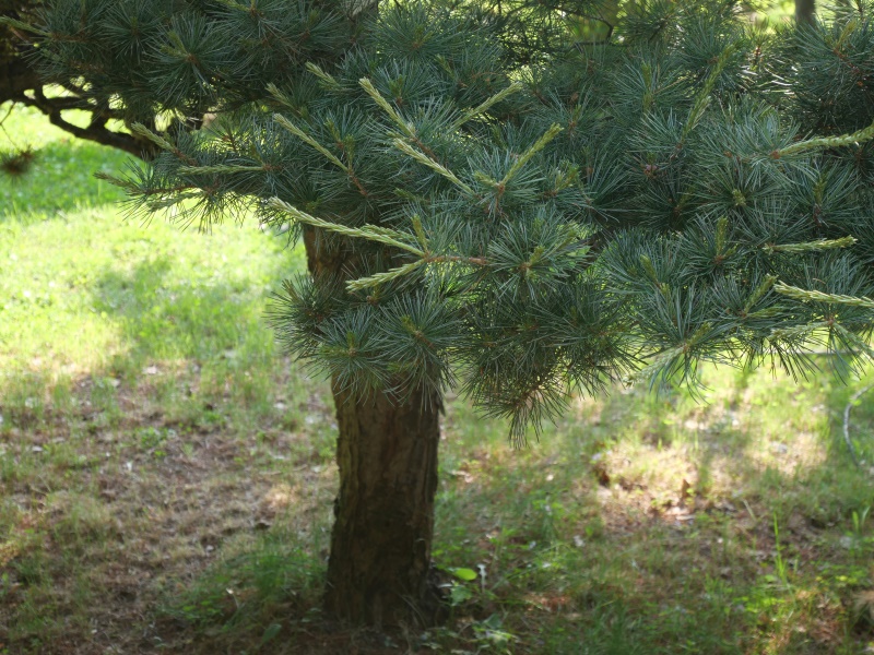 ヒメコマツ、ゴヨウマツ(Pinus parviflora)