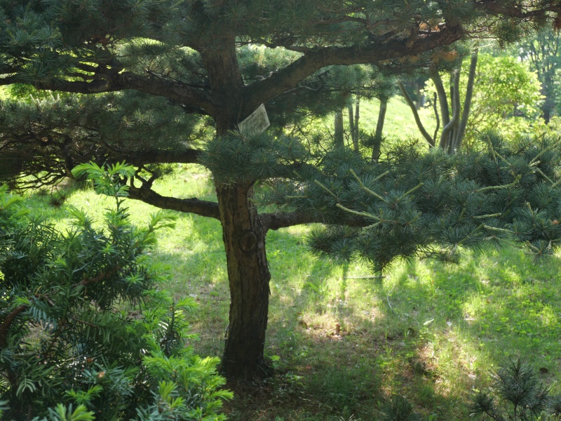 ヒメコマツ、ゴヨウマツ(Pinus parviflora)