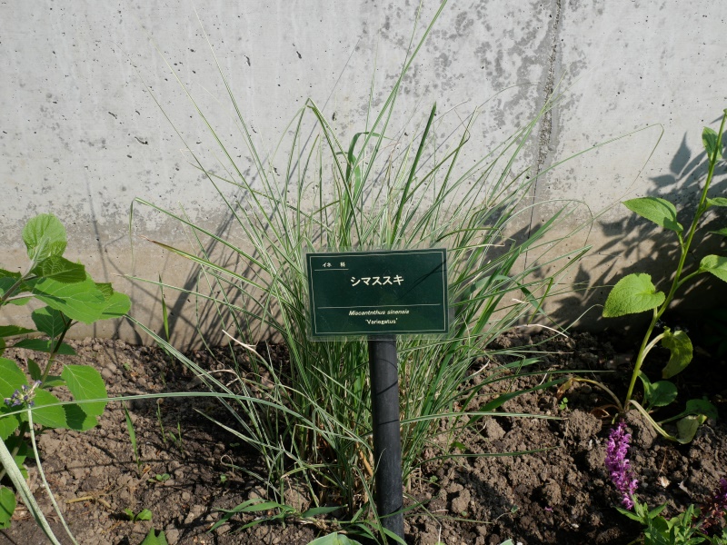 シマススキ(Miscanthus sinensis ‘Variegatus’)