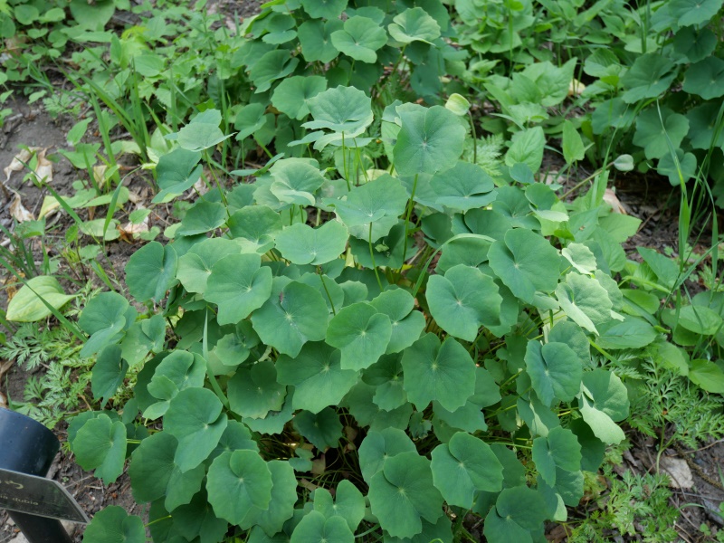 タツタソウ(Plagiorhegma dubium Maxim.)