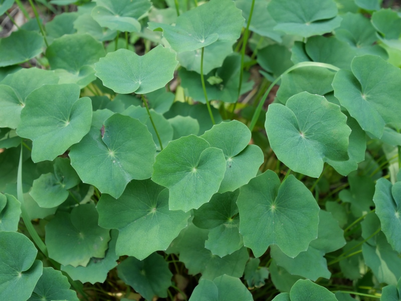 タツタソウ(Plagiorhegma dubium Maxim.)